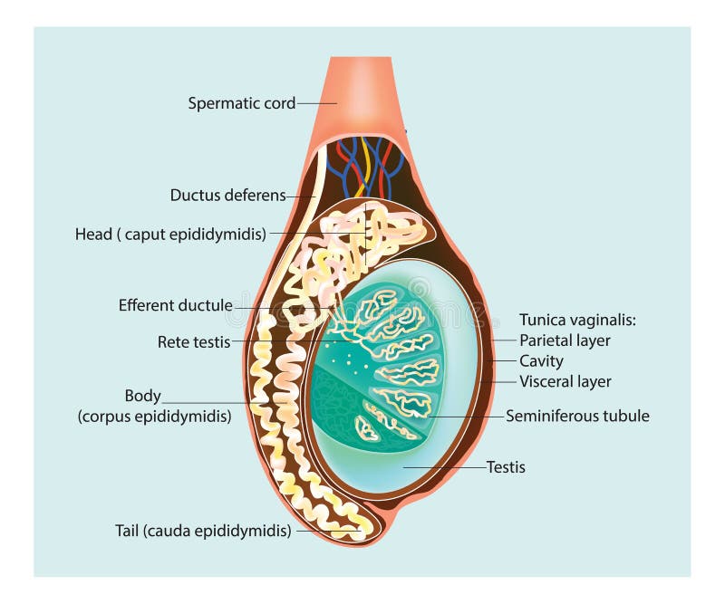 Ilustración de una sección transversal de los testículos Epididimis