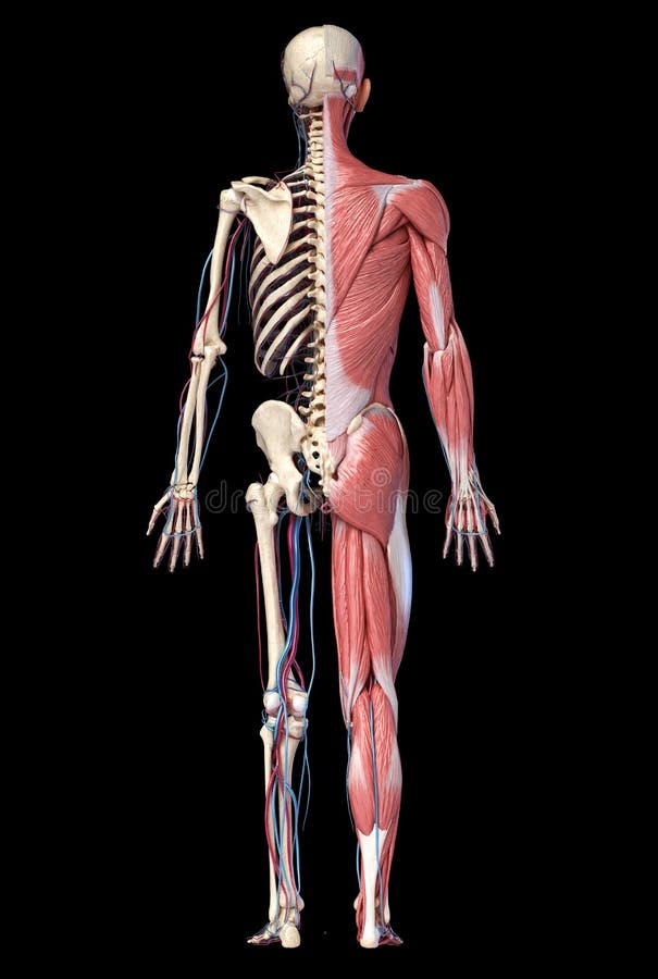 Cuerpo Humano, Sistema Muscular Masculino De Figura Completa, Vistas