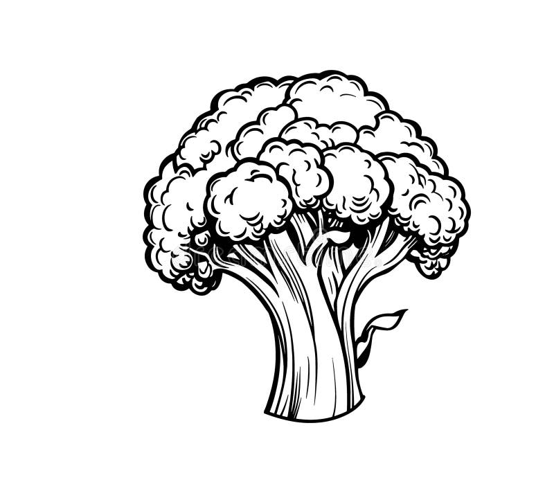 Ilustración a mano de broccoli stock de ilustración