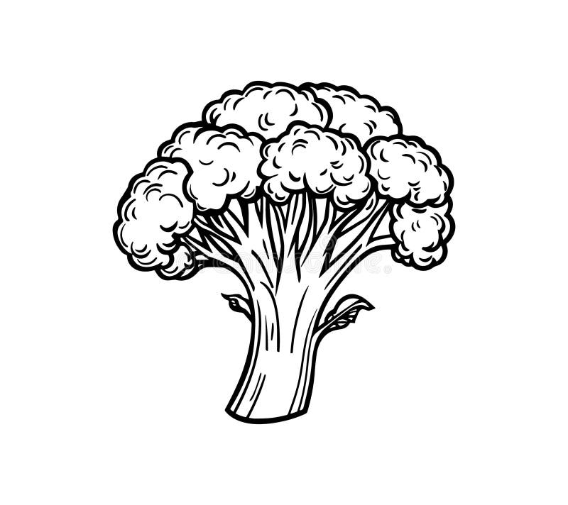 Ilustración a mano de broccoli libre illustration