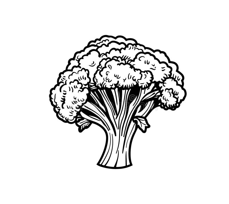 Ilustración a mano de broccoli ilustración del vector