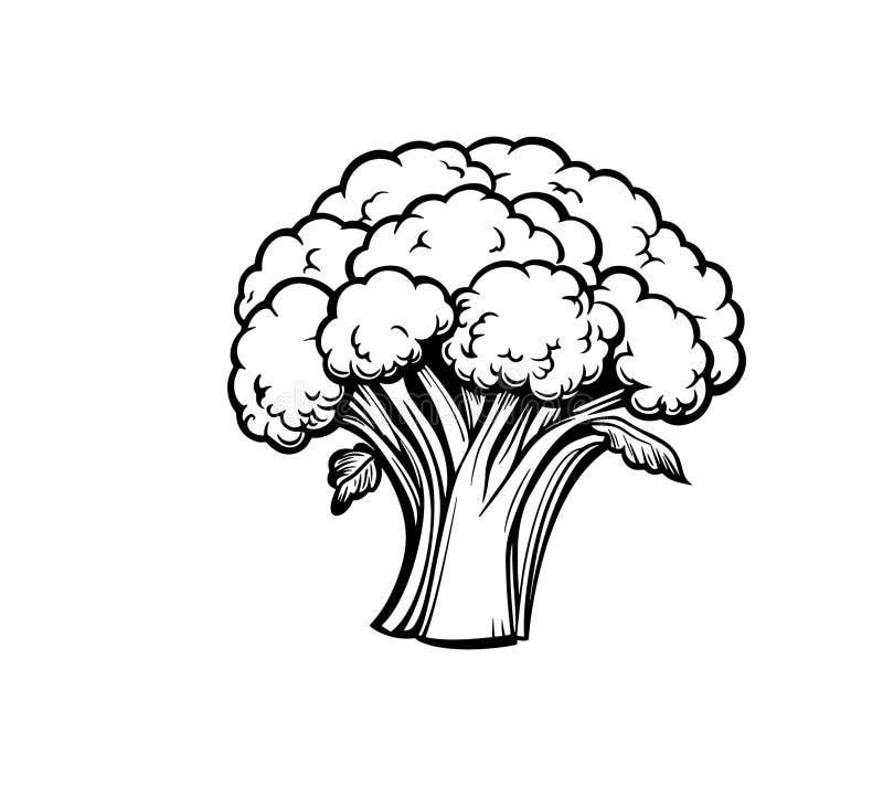 Ilustración a mano de broccoli stock de ilustración