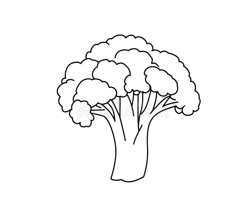 Ilustración a mano de broccoli ilustración del vector