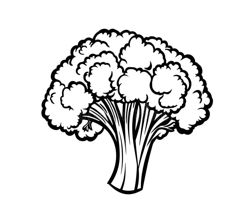Ilustración a mano de broccoli stock de ilustración