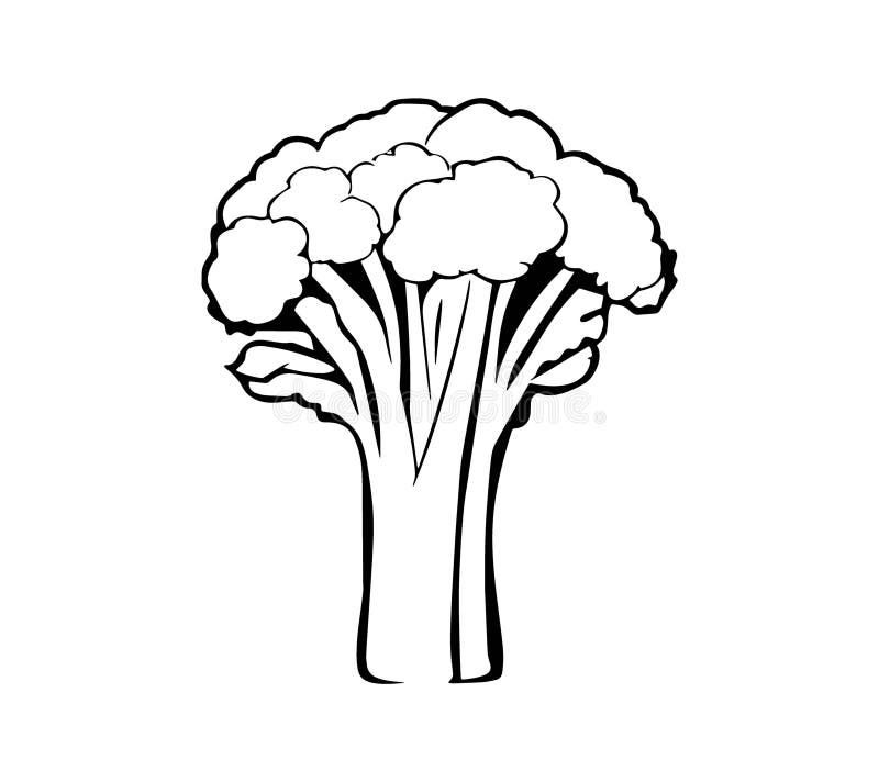 Ilustración a mano de broccoli ilustración del vector