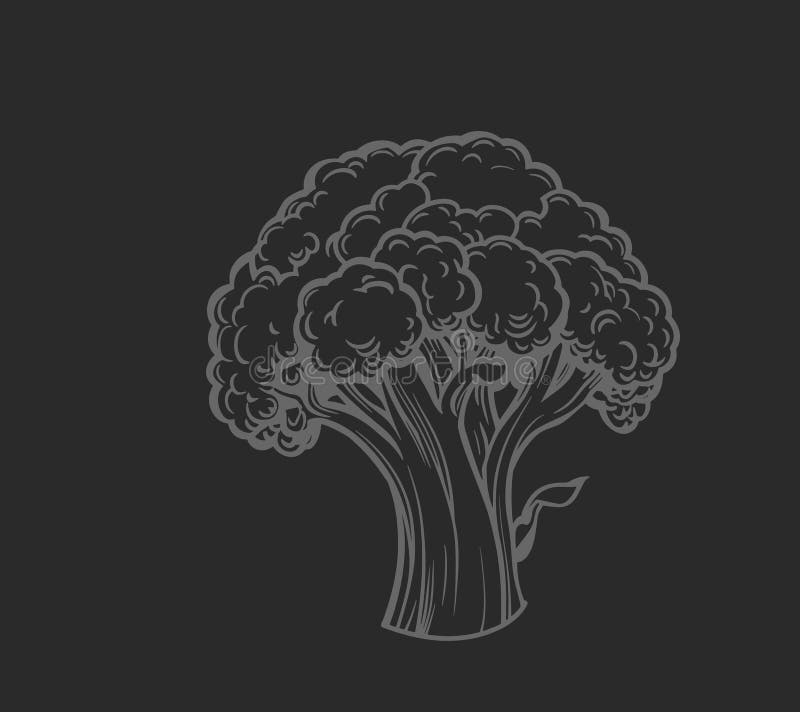 Ilustración a mano de broccoli ilustración del vector