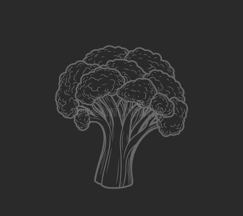 Ilustración a mano de broccoli ilustración del vector