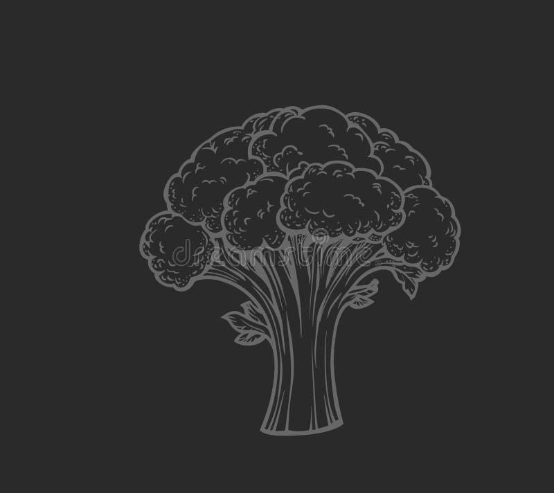 Ilustración a mano de broccoli ilustración del vector