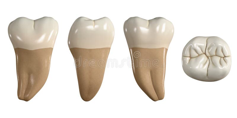 Permanent lower third molar tooth. 3D illustration of the anatomy of the mandibular third molar tooth in buccal, proximal, lingual and occlusal views. Dental anatomy through 3D illustration. Permanent lower third molar tooth. 3D illustration of the anatomy of the mandibular third molar tooth in buccal, proximal, lingual and occlusal views. Dental anatomy through 3D illustration