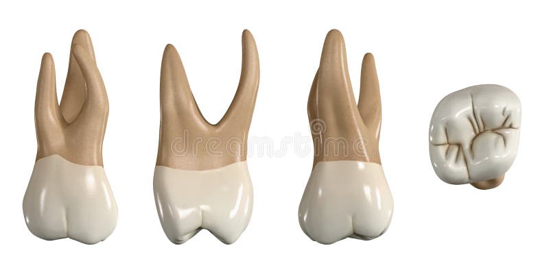 Permanent upper second molar tooth. 3D illustration of the anatomy of the maxillary second molar tooth in buccal, proximal, lingual and occlusal views. Dental anatomy through 3D illustration. Permanent upper second molar tooth. 3D illustration of the anatomy of the maxillary second molar tooth in buccal, proximal, lingual and occlusal views. Dental anatomy through 3D illustration