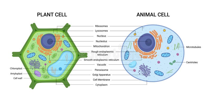 Ilustración vectorial de la estructura de la anatomía celular de plantas y animales. infografía educativa