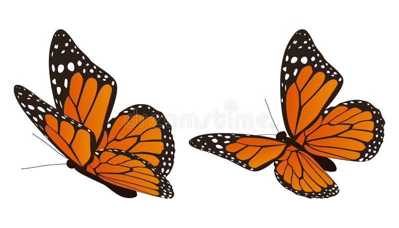 Ilustración vectorial de la mariposa monarca