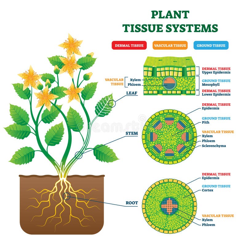 IlustraciÃ³n vectorial de los sistemas de tejidos vegetales. Esquema de estructura biolÃ³gica etiquetado