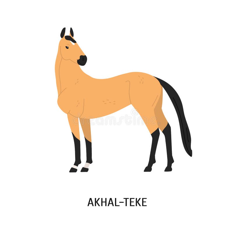Ilustración vectorial plana de la raza Akhal-Teke Hermoso equino, palafrán, caballo de sangre Concepto de ganadería árabe stock de ilustración Ilustración vectorial plana de la raza Akhal-Teke Hermoso equino, palafrán, caballo de sangre Concepto de ganadería árabe stock de ilustración