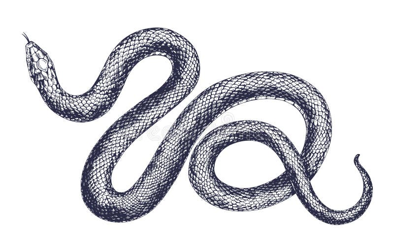 Ilustración vintage de grabado vectorial de serpiente. dibujo a mano reptil peligroso aislado en fondo blanco. realista