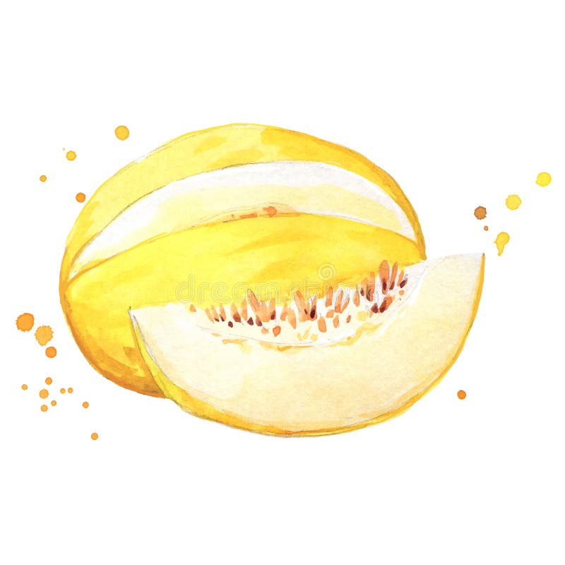 Ilustracja akwarelowa soczystego żółtego słodkiego melona royalty ilustracja