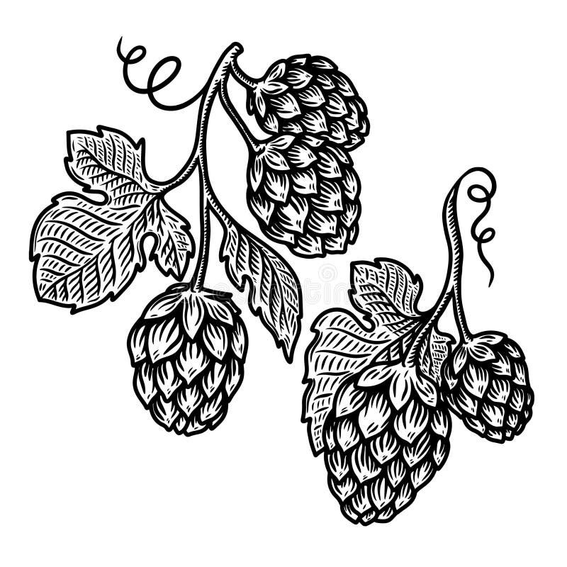 Ilustracja chmielu piwnego w stylu grawerskim. element projektu menu symbolu etykiety plakatu. royalty ilustracja