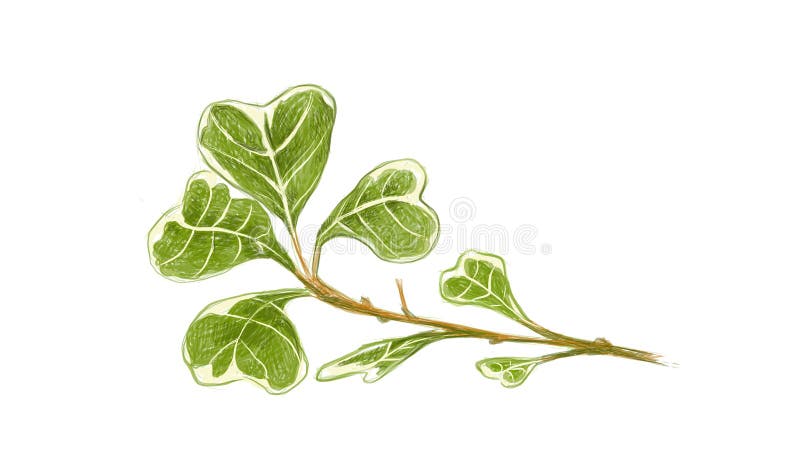 Ilustracja ficus deltoidea lub mistletoe fig plant ilustracji
