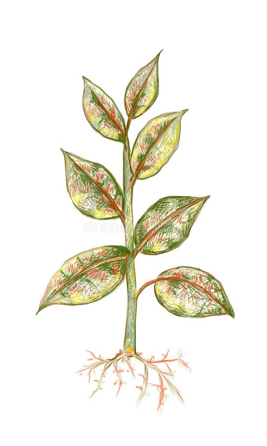 Ilustracja ficus elastica lub kauczuku royalty ilustracja