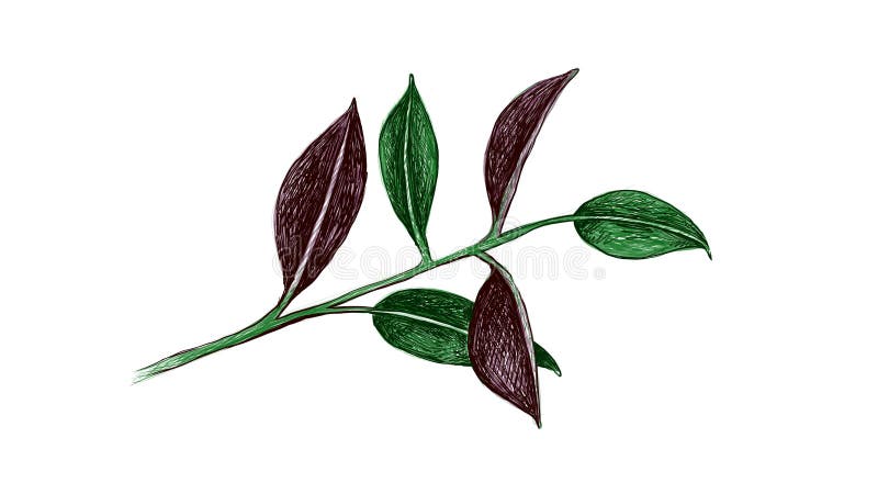 Ilustracja ficus elastica lub kauczuku ilustracji