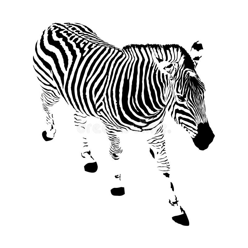 Ilustracja realistyczna zebra, odosobniony wektor, czarny tatuaż a ilustracji