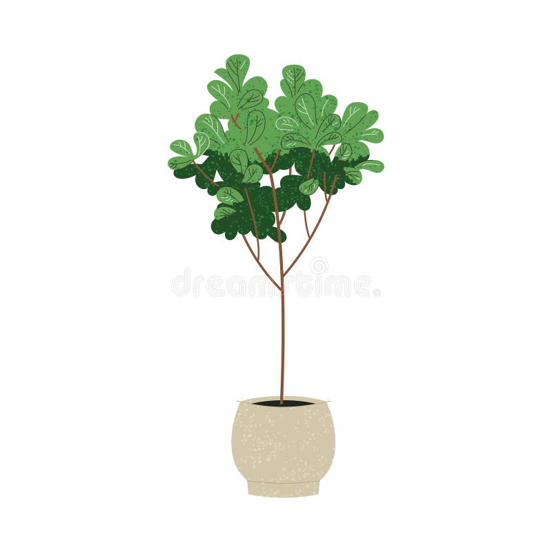 Ilustracja rośliny ficus lyrata w garnku na biało ilustracji