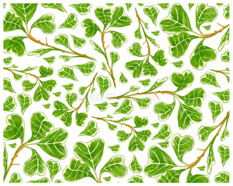 Ilustracja tła ficus deltoidea lub mistletoe fig ilustracji