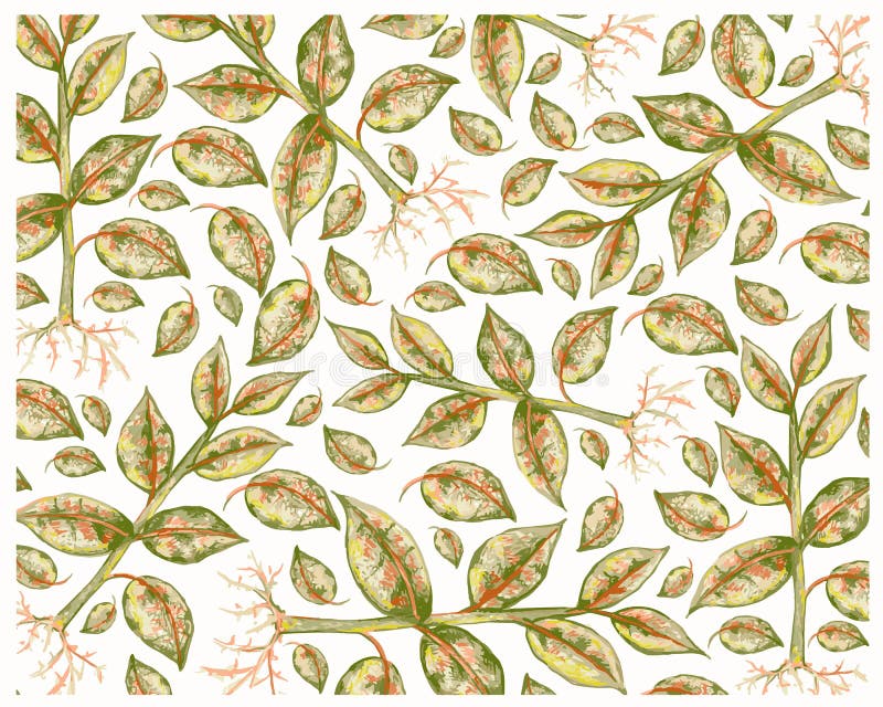Ilustracja tła ficus elastica lub kauczuku royalty ilustracja