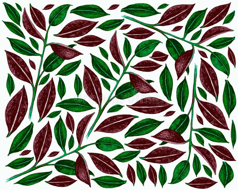 Ilustracja tła ficus elastica lub kauczuku ilustracja wektor