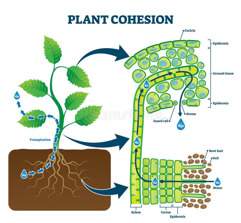 Plant cohesion vector illustration. Labeled water upward motion explanation with educational scheme. Biological structure diagram with xylem, cortex, epidermis and ground tissue cross section view. Plant cohesion vector illustration. Labeled water upward motion explanation with educational scheme. Biological structure diagram with xylem, cortex, epidermis and ground tissue cross section view.