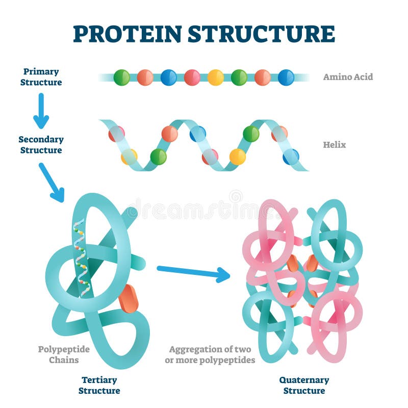 Ilustracja wektora struktury białka. oznaczone cząsteczki łańcucha aminokwasowego.