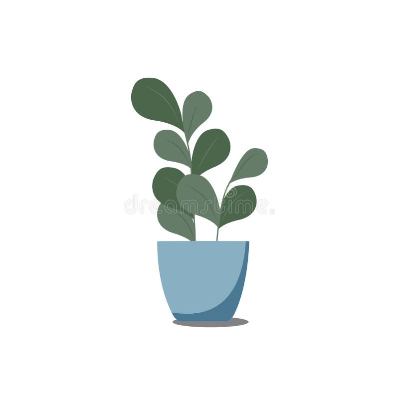 Ilustracja wektorowa ficus w puli. zielony dom. ilustracja wektor