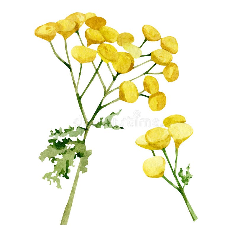 Ilustrare florală sălbatică cu acuarelă. flori galbene, ierburi pentru nuntă... Invita un duș de nuntă. vector illustration