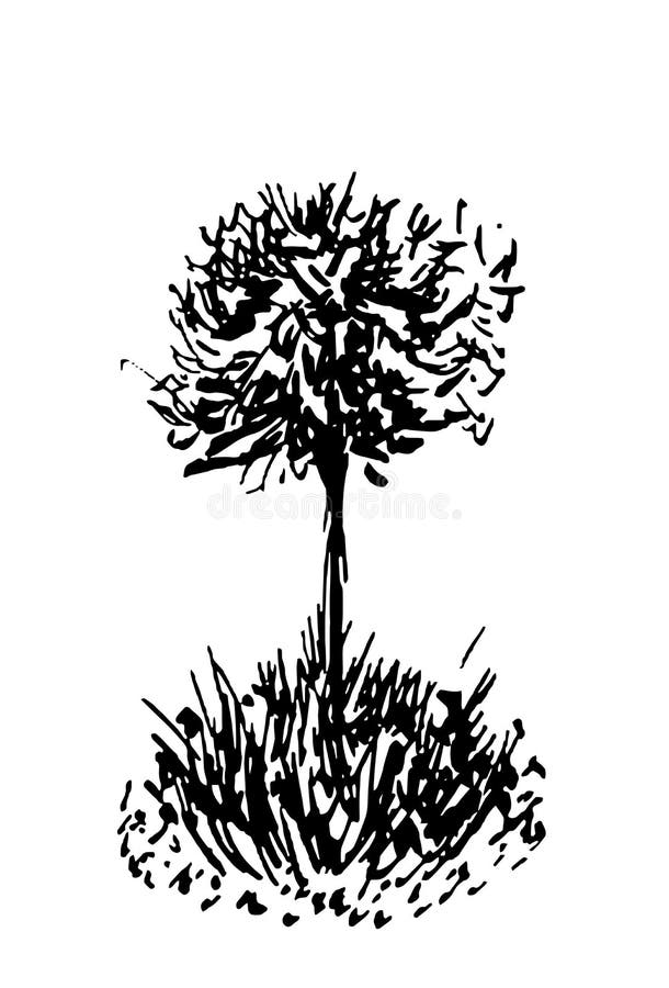 Ilustrare schiță arbore cu stil gravat. cerneală desenată manual. desenul liniei din spate izolat pe fond alb. pentru peisaj royalty free illustration