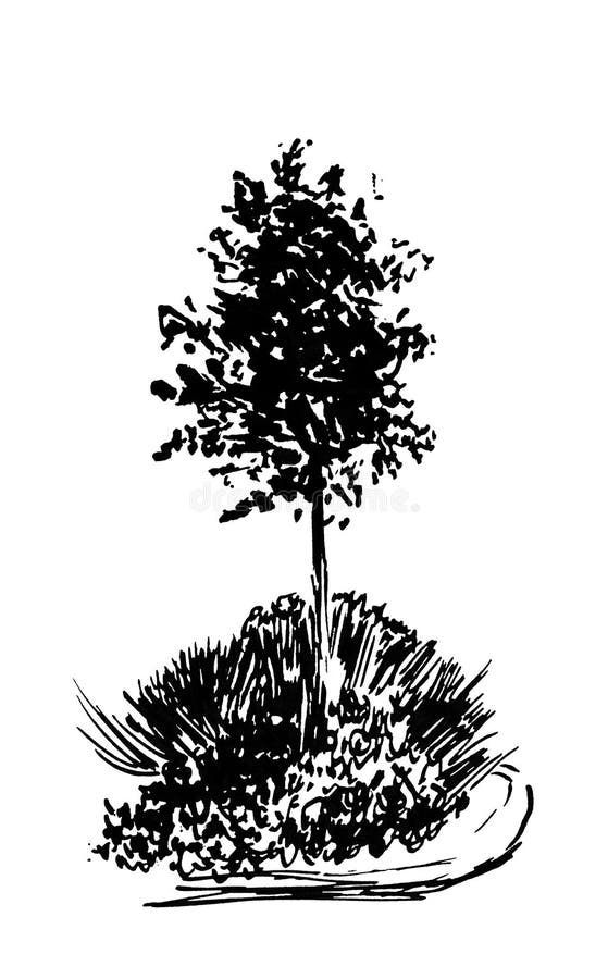 Ilustrare schiță arbore cu stil gravat. cerneală desenată manual. desenul liniei din spate izolat pe fond alb. pentru peisaj vector illustration