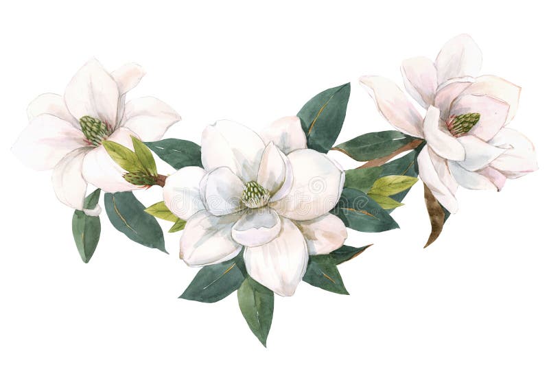 Ilustrare stoc frumoasă cu compoziție florală cu culoare de apă trasată ușor manual. flori magnolia. royalty free stock photos