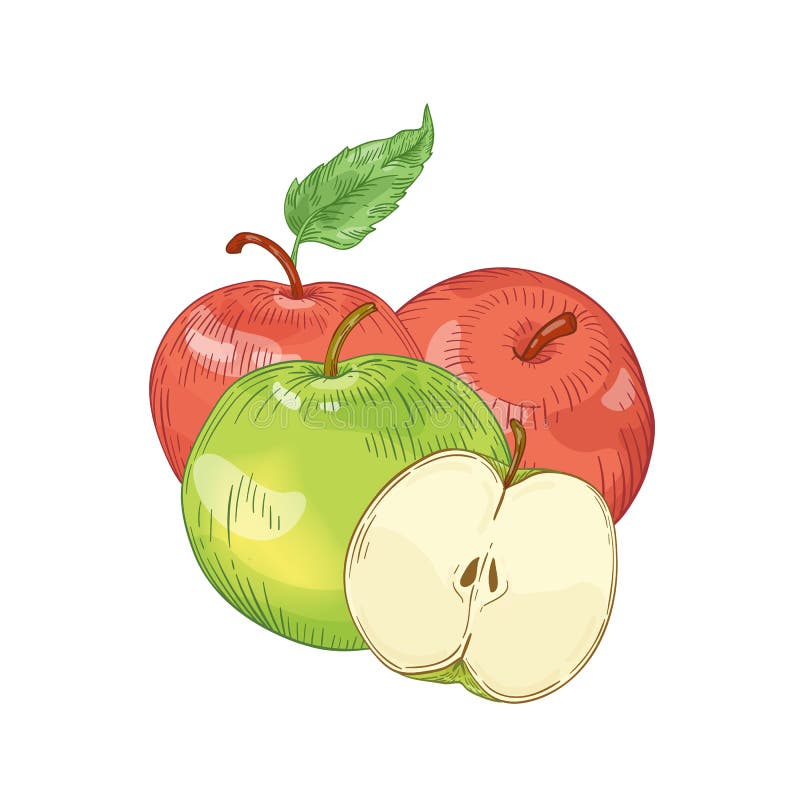 Ilustrare vectorială desenată manual cu mere roșii și verzi. fructe sezoniere întregi și jumătățite tăiate cu frunze izolate pe al royalty free illustration