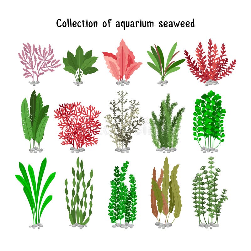 Ilustrare vectorială set de alge marine. acvariu verde galben și maro-verde, biodiversitatea pe alb vector illustration