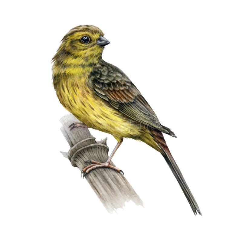 Ilustrarea culorii palețului galben al păsărilor. imagine realistă de suprapunere galbenă. grădină mică cu songbird. europa stock illustration