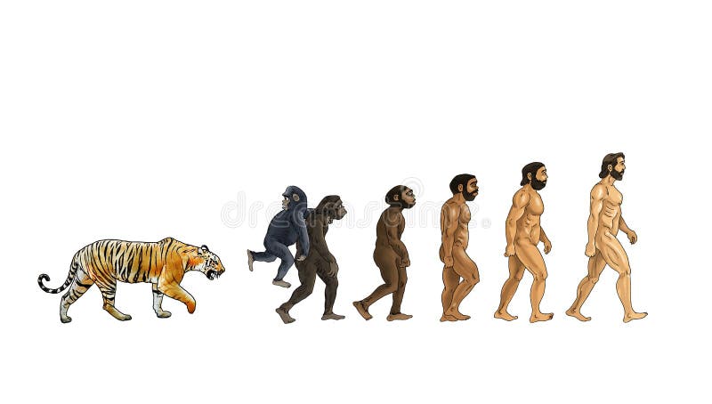 Ilustrarea evoluției și a culorii tigrului pe fond alb royalty free illustration