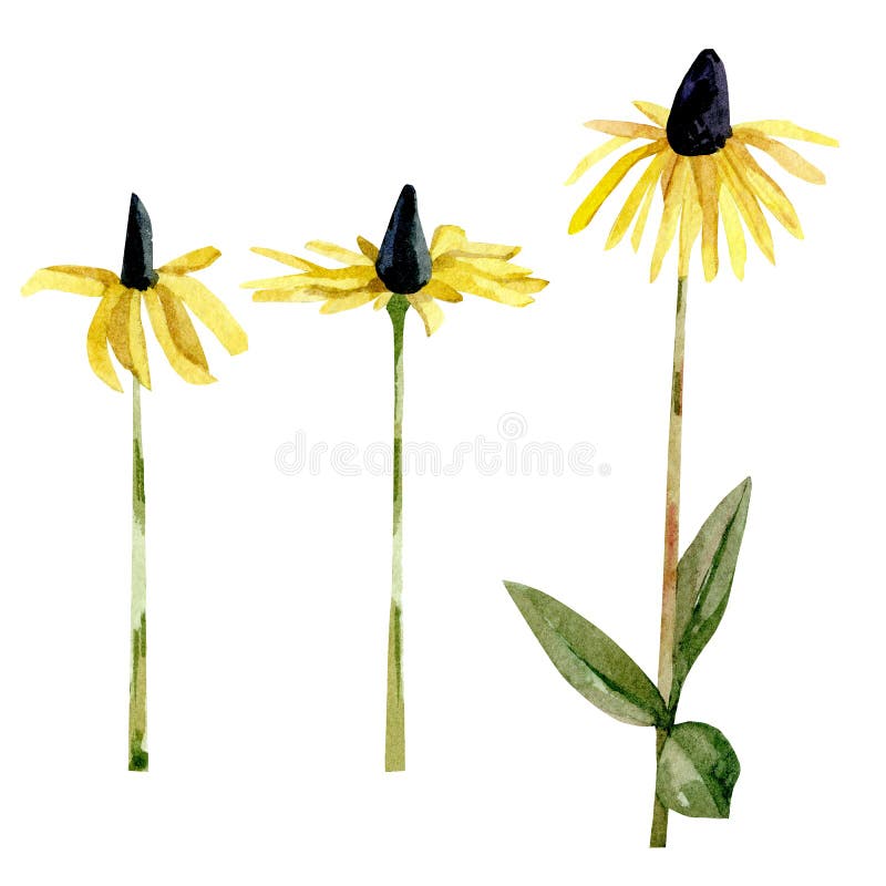 Ilustrarea florilor sălbatice din acuarelă. frunze de plante aromatice galbene pentru nuntă stock illustration