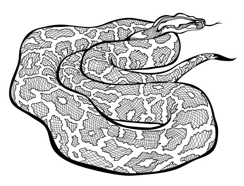 Ilustrarea șarpelui boa. Pagină albă și neagră pentru cartea colorată. Animale sălbatice. Desen izolat pentru enciclopedie. Imprim stock illustration