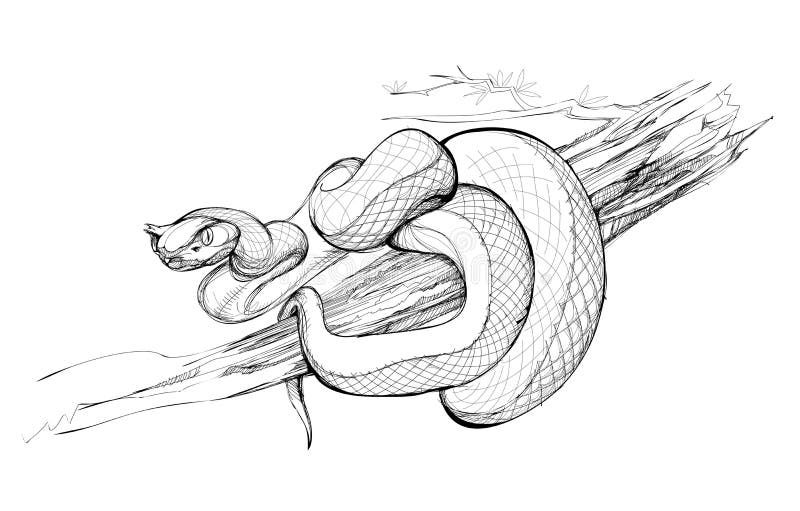 Ilustrarea șarpelui otrăvit. animale sălbatice. desen izolat alb-negru cu viperă galbenă pentru enciclopedia. imprimare pentru stock illustration