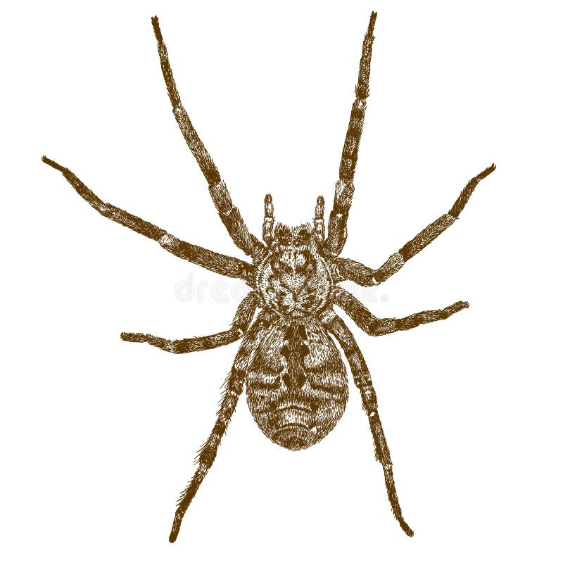 Ilustração antiga da gravura da aranha grande ilustração stock Ilustração antiga da gravura da aranha grande ilustração stock