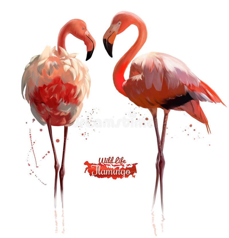 Ilustração cor-de-rosa da aquarela do flamingo ilustração royalty free