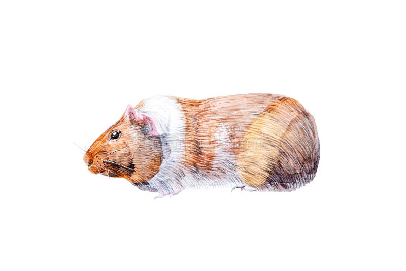 Ilustração da aquarela da família da cobaia de animais do roedor Isolado no fundo branco fotos de stock royalty free Ilustração da aquarela da família da cobaia de animais do roedor Isolado no fundo branco fotos de stock royalty free