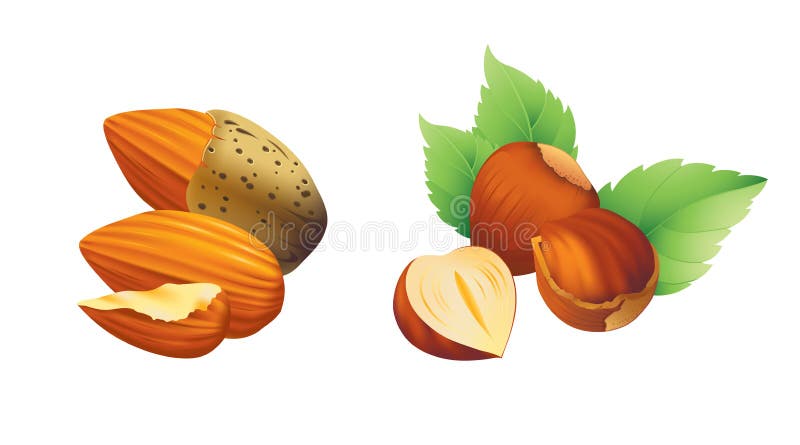 Ilustração da avelã e da amêndoa ilustração do vetor Ilustração da avelã e da amêndoa ilustração do vetor