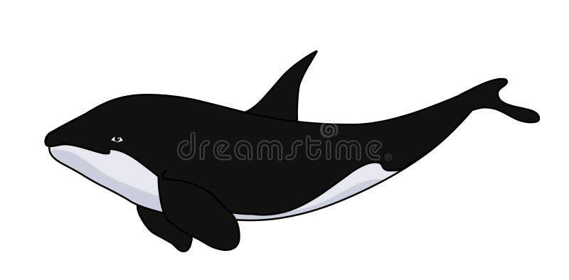Ilustração da baleia de assassino da orca Imagem do estoque da baleia ilustração stock Ilustração da baleia de assassino da orca Imagem do estoque da baleia ilustração stock