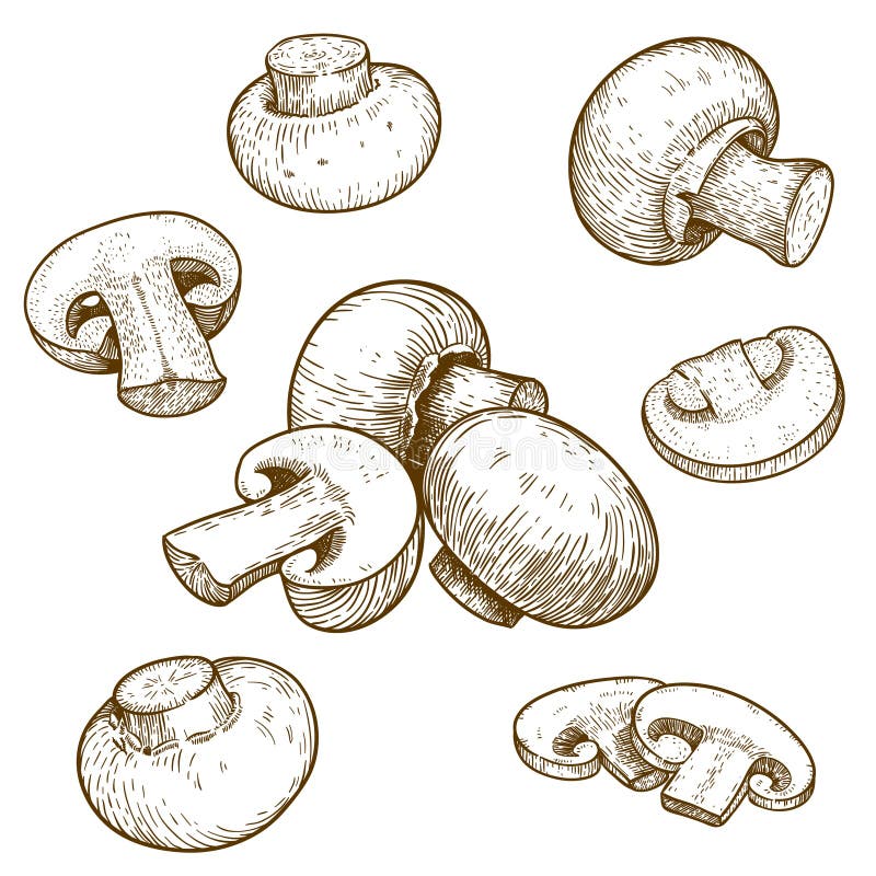 Ilustração da gravura de cogumelos dos cogumelos ilustração stock Ilustração da gravura de cogumelos dos cogumelos ilustração stock
