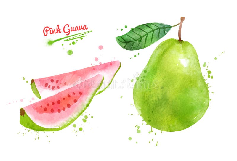 Watercolor hand drawn illustration of whole and half of Pink Guava fruit. Watercolor hand drawn illustration of whole and half of Pink Guava fruit.